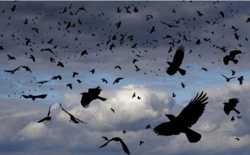 《乌鸦喝水》教案通用7篇