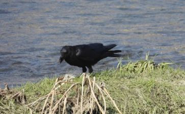 《乌鸦喝水》教案7篇