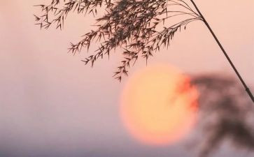 读骆驼驼祥子心得体会最新7篇