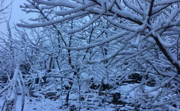 下雪了优秀作文8篇
