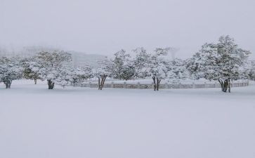 下雪了优秀作文模板8篇