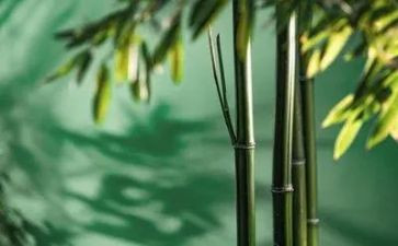 写物品的作文模板6篇
