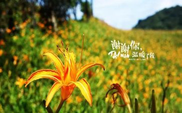 《谢谢你》作文8篇