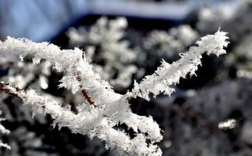写我与雪故事作文精选5篇