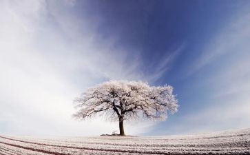 关于雪的作文600字模板8篇