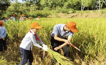小学农村教师教师述职报告8篇
