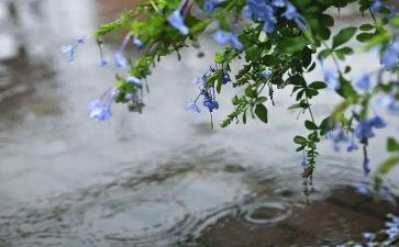雨来故事的读后感300字8篇