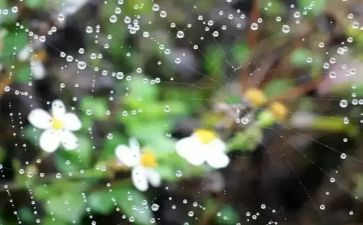 观雨有感作文参考8篇
