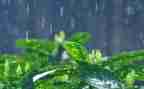 春天的雨一年级作文通用8篇