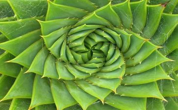 游植物圆作文优质6篇