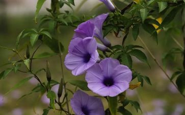 植物的作文600字最新7篇