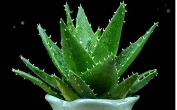 写植物的作文300作文6篇
