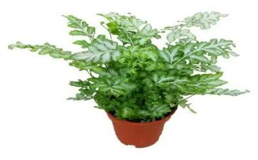 画植物的教案最新8篇