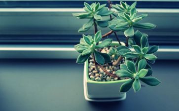 游植物圆作文参考8篇