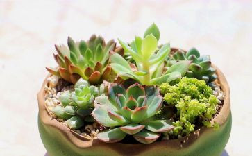 描写植物朋友的作文6篇