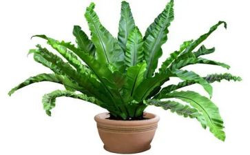 与植物有关的作文精选7篇