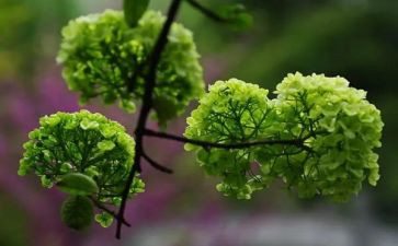 种植物园作文通用5篇