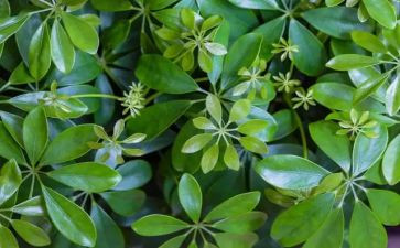 画植物的教案优秀5篇