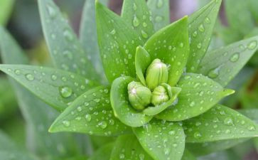 游植物园作文通用6篇