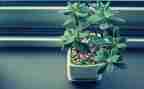 游植物圆作文最新7篇