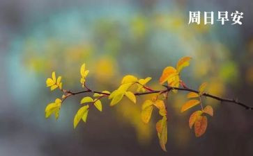 周末小活动方案5篇