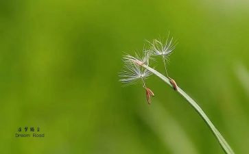 追梦想的作文6篇