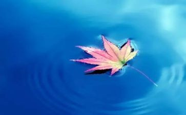 我的自然朋友的作文7篇