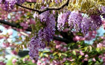 紫藤花手指画教案5篇